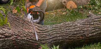 Rose Hill, KS Tree Removal Company