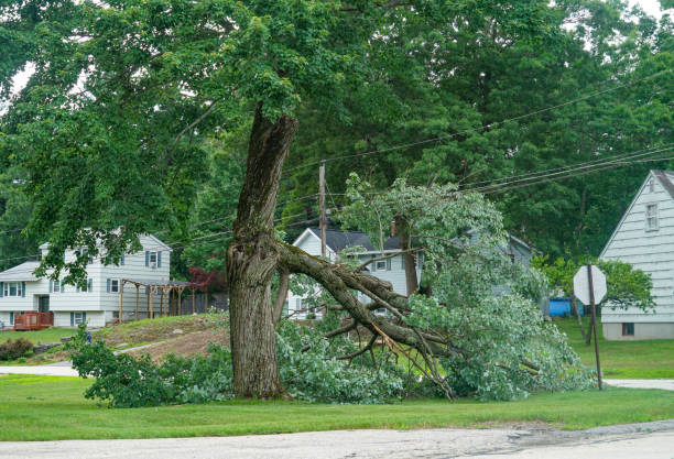 How Our Tree Care Process Works  in  Rose Hill, KS