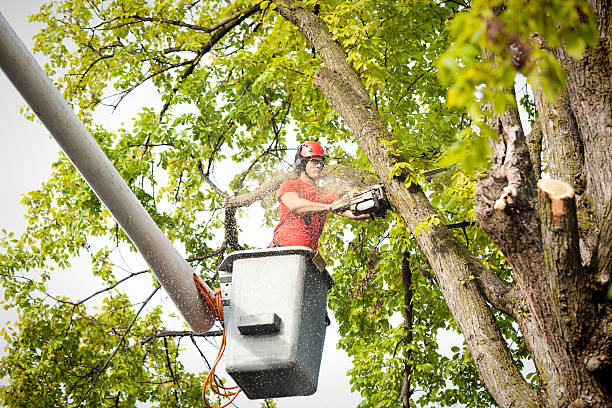 Best Arborist Consultation Services  in Rose Hill, KS